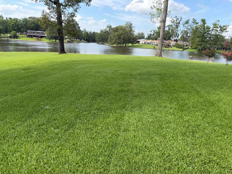 Florentine Lawn & Spraying Solutions work photo 16