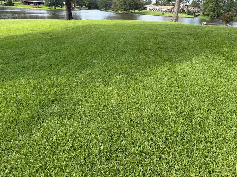 Florentine Lawn & Spraying Solutions work photo 18