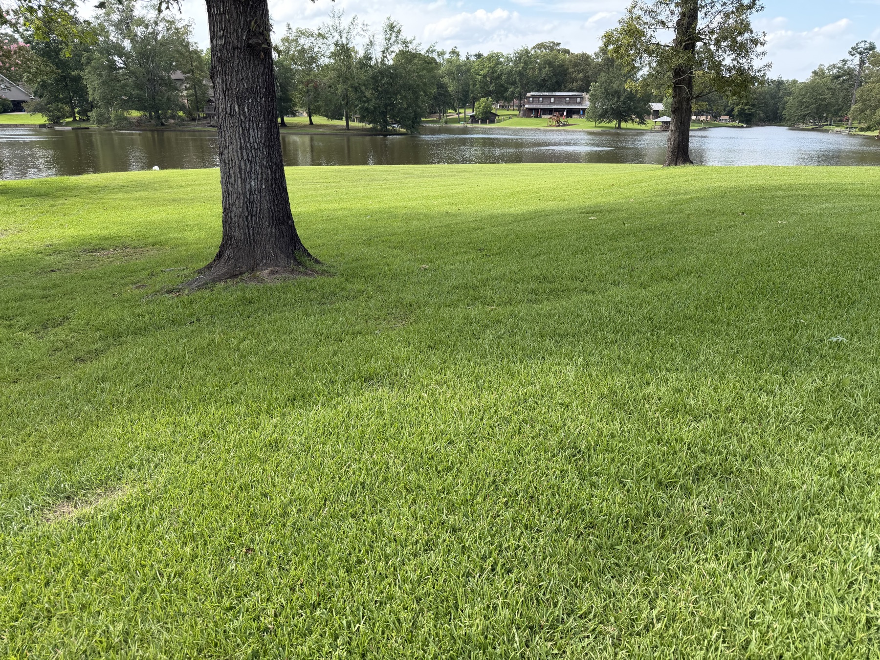 Florentine Lawn & Spraying Solutions work photo 19