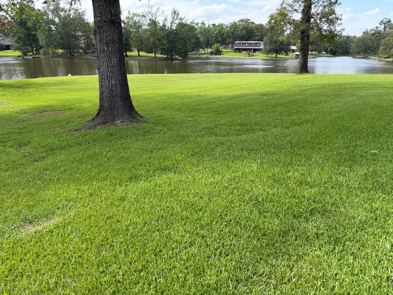 Florentine Lawn & Spraying Solutions work photo 19